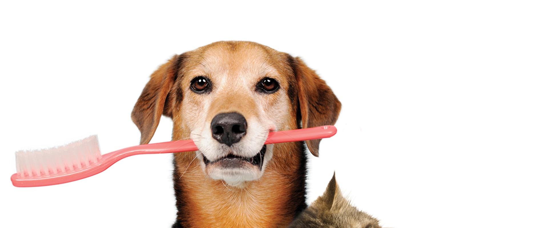 The Importance of Dental Care for Pets