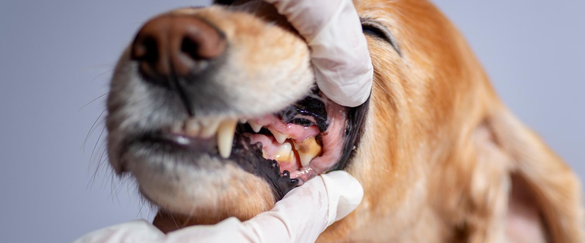 The Benefits of Dental Care for Dogs