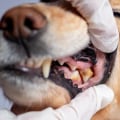The Benefits of Dental Care for Dogs